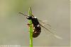 Schwarmflug Lasius (Sommer 2007) - 5-(640)+C.jpg