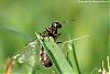 Schwarmflug Lasius (Sommer 2007) - 7-(640)+C.jpg