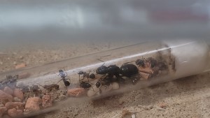 10 kleine Ameisen - und 1 Paul Queen