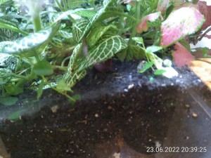 IMG_20220623_203925.jpg (2.54 MiB) 1222 mal betrachtet die rechte Ecke