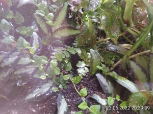 IMG_20220623_203939.jpg (2.94 MiB) 1222 mal betrachtet Hier ist er schon wieder größtenteils befreit.