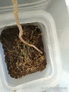 IMG_20220623_203835.jpg (2.7 MiB) 1286 mal betrachtet trocken