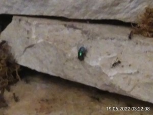 IMG_20220619_032208.jpg (1.28 MiB) 1059 mal betrachtet Und dann war da mal wieder ein neugieriger Besucher.