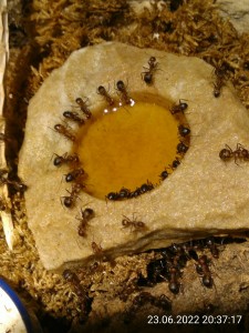 IMG_20220623_203717.jpg (2.09 MiB) 1222 mal betrachtet Apfelsaft