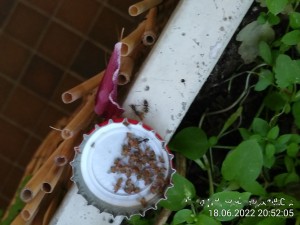 IMG_20220618_205205 (3).jpg (1.64 MiB) 1059 mal betrachtet Sie haben mal wieder ein paar Fruchtfliegen bekommen.