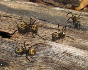 Platz 1 (Camponotus sericeiventris)