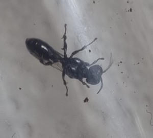 20220625_135317.jpg (86.78 KiB) 848 mal betrachtet 20220625_135317.jpg