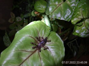 IMG_20220707_234539.jpg (2.13 MiB) 1370 mal betrachtet Diese Blätter sind wie ein Teller für Heimchen. Man kann sogar gleichzeitig von unten fressen.
