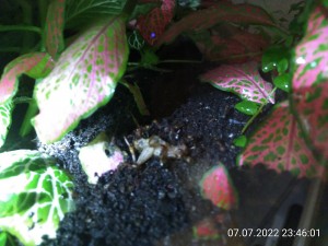 IMG_20220707_234601.jpg (2.5 MiB) 1370 mal betrachtet Wie man gut sehen kann, sind die Blätter teilweise in der Erde. Hier ist definitiv ein Bereich, in dem sie Erde ablegen. Das Niveau liegt ca. 4 cm höher als bei ihrem Einzug.