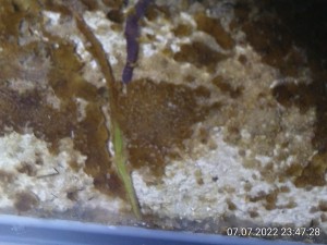 IMG_20220707_234728.jpg (1.93 MiB) 1009 mal betrachtet Der Wurm kam an der Stelle auch nicht weiter.