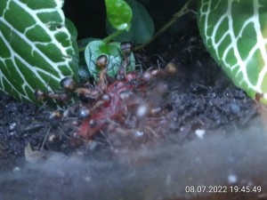 IMG_20220708_194549.jpg (1.99 MiB) 1009 mal betrachtet Knapp ĂĽber dem Boden sind die Scheiben alles andere als klar. Sorry!