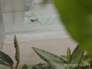 IMG_20220708_194113.jpg (937.32 KiB) 868 mal betrachtet Sie war als erste oben.