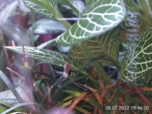IMG_20220708_194620.jpg (1.66 MiB) 1370 mal betrachtet Da war die andere noch im Panikmodus.