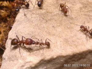 IMG_20220708_195035.jpg (1.31 MiB) 1009 mal betrachtet Allein der Kopf hat mehr Masse als die kleine Arbeiterin. Aber wer fĂĽttert wen?