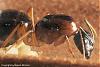 Camponotus Australien -008-(640)+C.jpg