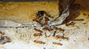 Myrmica rubra Umzug_2.jpg