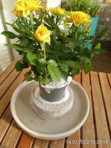 IMG_20220714_192019.jpg (2.85 MiB) 1601 mal betrachtet Rosen fĂĽr die Nicos