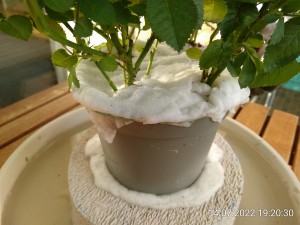 IMG_20220714_192030.jpg (2.05 MiB) 1134 mal betrachtet Wer hätte das gedacht?