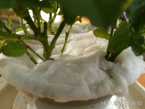 IMG_20220714_192052.jpg (1.98 MiB) 1134 mal betrachtet Das sind Schneerosen