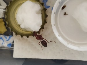 Eine meiner beiden Gynen in der provisorischen Arena, die sich minutenlang an einem mit Zuckerwasser getränkten Wattebausch aufhält.