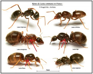 lasius-france-identification_marked.jpg