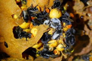 Steinhummel (Bombus lapidarius) frisch geschlüpfte Jungkönigin