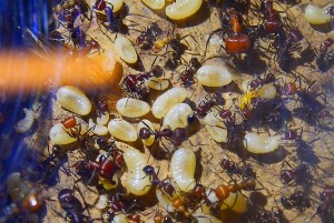 Messor cephalotes größere Larven