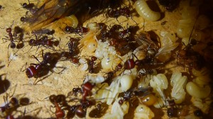 Messor cephalotes neugelegte Eier