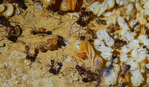 Messor cephalotes bald schlüpft eine Majorarbeiterin