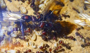 Messor cephalotes Jungköniginnen