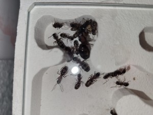 Die Kolonie auf einen Blick (ausser ca. 4 Ameisen welche gerade in der Arena unterwegs waren)