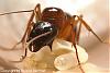 Camponotus Australien -012-(450)+C.jpg