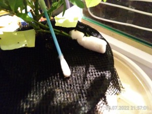 IMG_20220728_215701.jpg