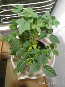 IMG_20220805_141926.jpg