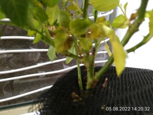IMG_20220805_142032.jpg