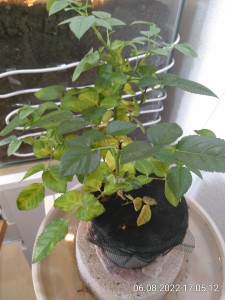 IMG_20220806_170512.jpg