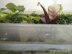 IMG_20220805_204841.jpg (2.42 MiB) 1006 mal betrachtet Die Pflanzen krümmen sich schon unter dem Deckel.