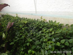 IMG_20220805_204918.jpg (2.55 MiB) 1060 mal betrachtet Ein paar Ranken wachsen in die falsche Richtung. Noch...