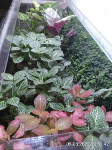 IMG_20220805_205242.jpg (3.84 MiB) 1011 mal betrachtet sind eigentlich nur noch 8 Pflanzen übrig.