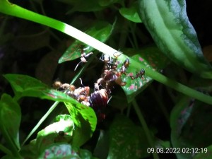 IMG_20220809_021219.jpg (1.35 MiB) 1011 mal betrachtet Es gab dann auch eine Belohnung nach der Aufregung.