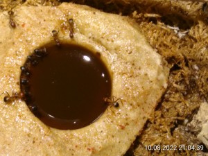 IMG_20220810_210439.jpg (1.67 MiB) 938 mal betrachtet ...Zuckerrohr-Melasse als Schorle.