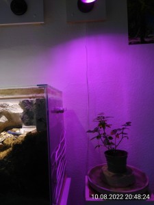 IMG_20220810_204824.jpg (1.9 MiB) 1060 mal betrachtet ... sie anderes Licht.