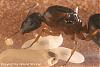 Camponotus Australien -014-(450)+C.jpg