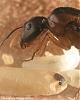 Camponotus Australien -015-(450)+C.jpg