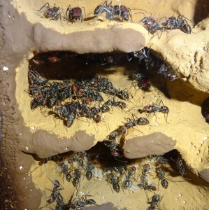 Camponotus singularis.jpg