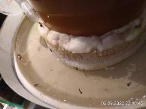 IMG_20220902_224845.jpg (2.22 MiB) 872 mal betrachtet Das ist die schlechte Nachricht: Die schwimmen nicht.