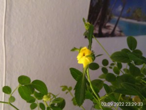 IMG_20220902_232933.jpg (2.05 MiB) 958 mal betrachtet also eine gelbe Rose