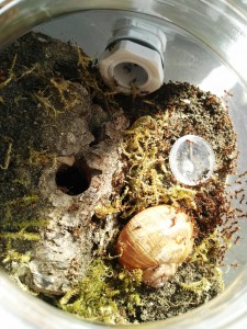 Myrmica rubra im Einmachglas - allerdings mit gebohrten Anschlüssen für eine Arena weil die Kolonie etwas größer war ; )