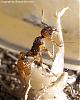 Myrmica ruginodis-002-(450)+C.jpg