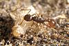 Myrmica ruginodis-006-(450)+C.jpg